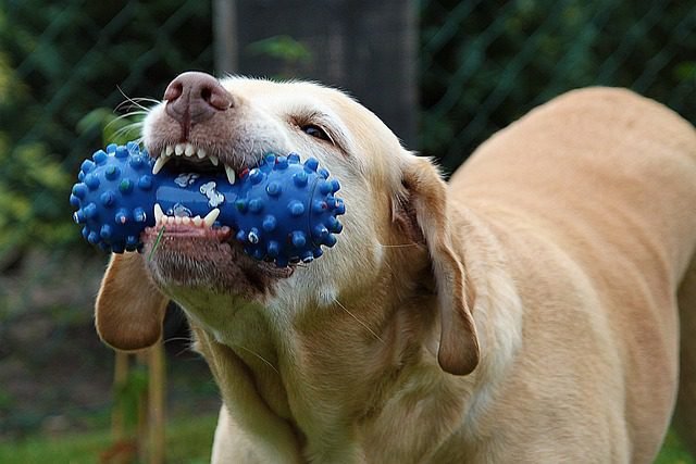 You are currently viewing 🐾 5 Toys Every Dog Can’t Resist (And Why They’re a Must-Have!)